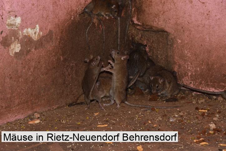 Mäuse in Rietz-Neuendorf Behrensdorf